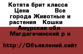 Котята брит класса › Цена ­ 20 000 - Все города Животные и растения » Кошки   . Амурская обл.,Магдагачинский р-н